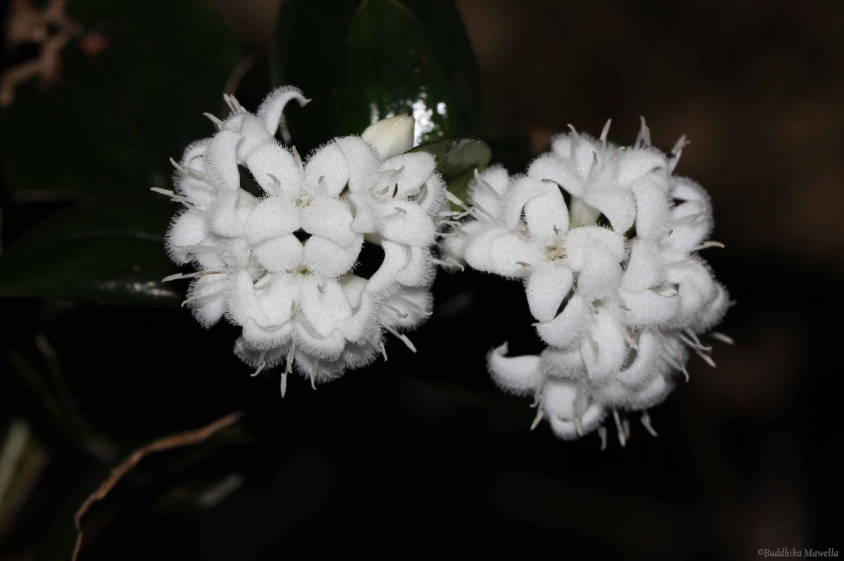 Hedyotis tridentata Ridsdale