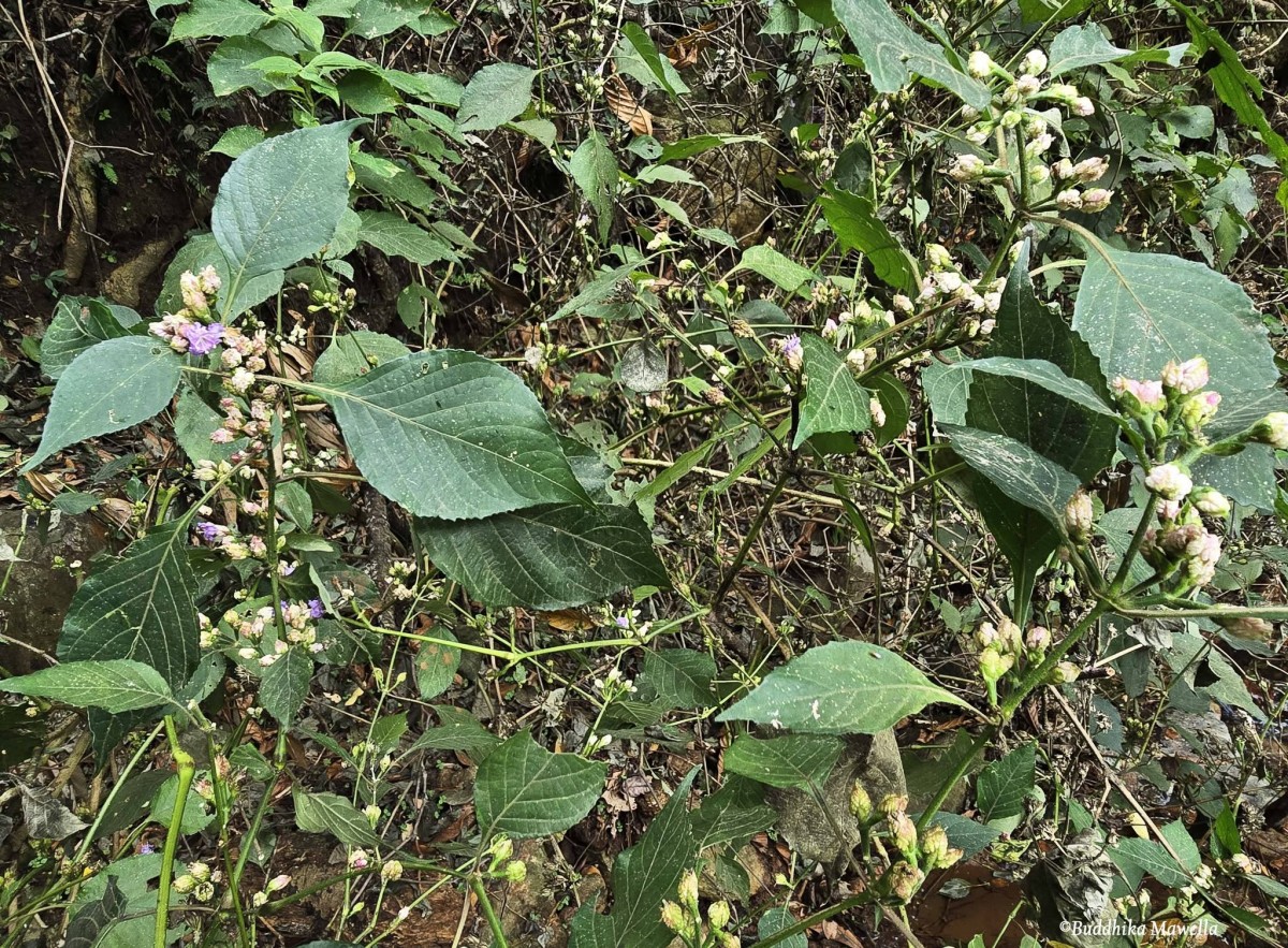 Strobilanthes walkeri Arn. ex Nees