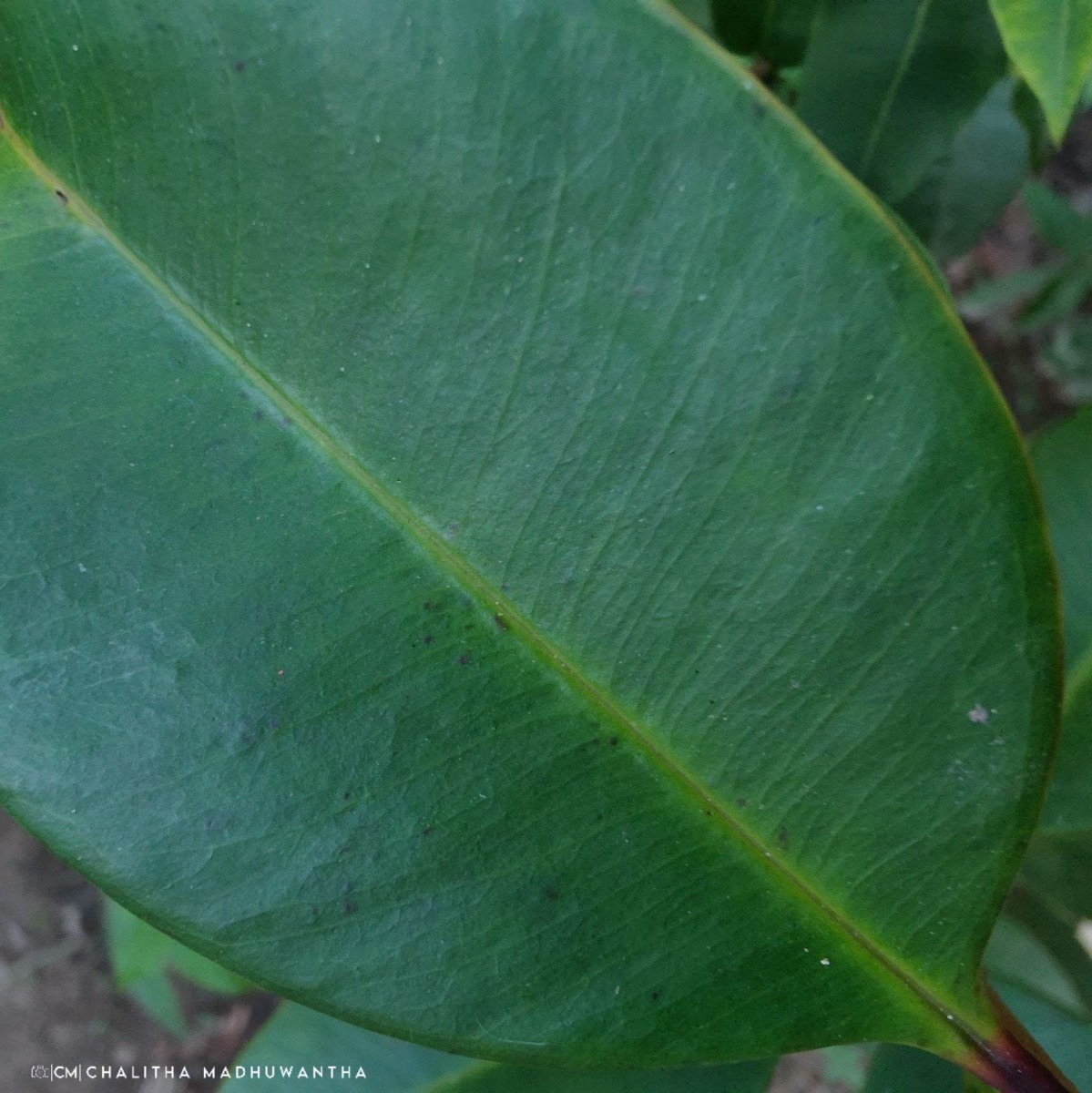 Syzygium hemachandrae Jayasinghe