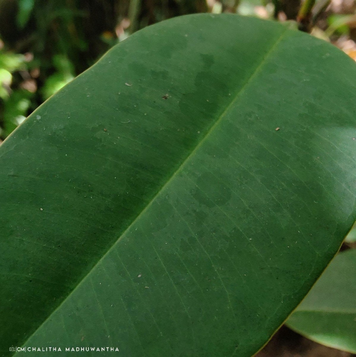 Syzygium hemachandrae Jayasinghe