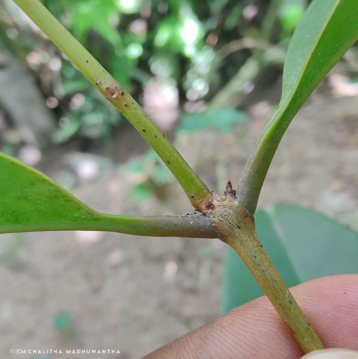 Syzygium hemachandrae Jayasinghe