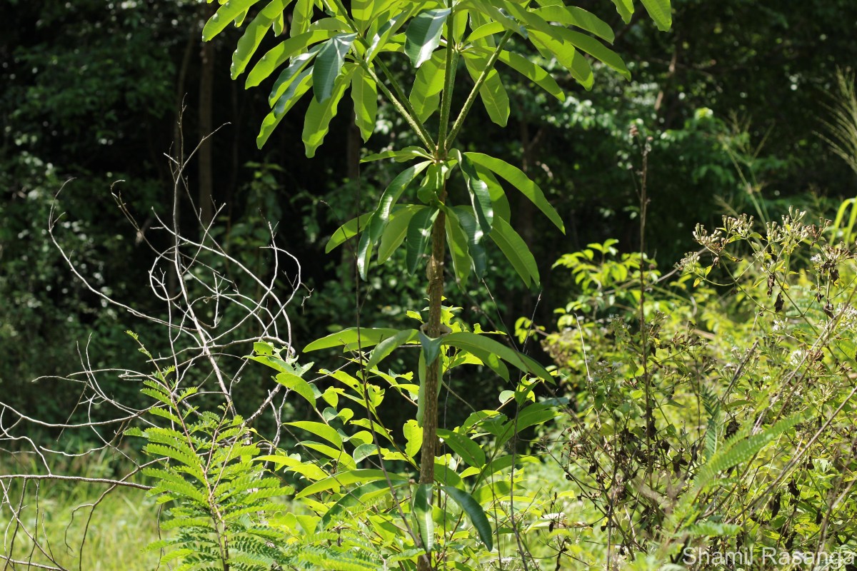 Alstonia scholaris (L.) R.Br.