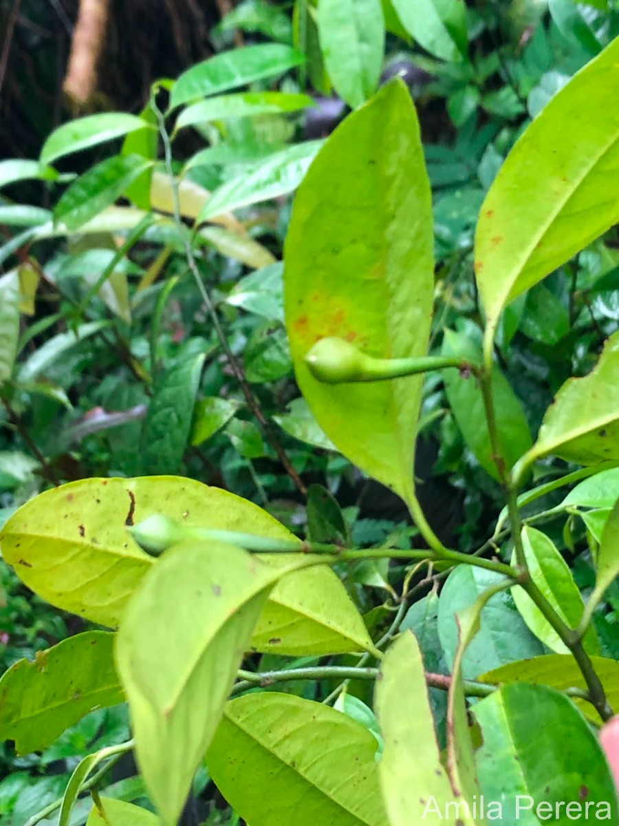 Anaxagorea luzonensis A.Gray