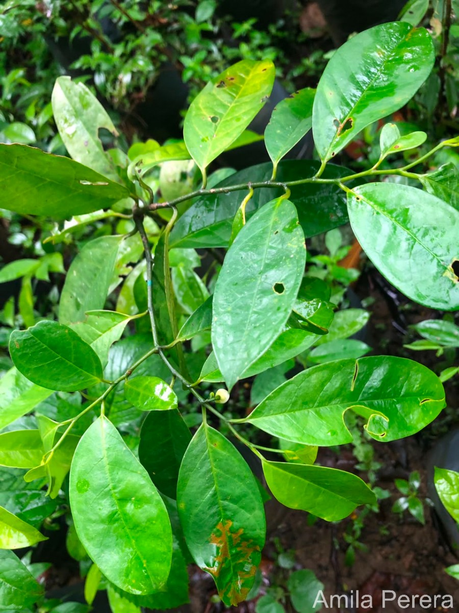 Anaxagorea luzonensis A.Gray