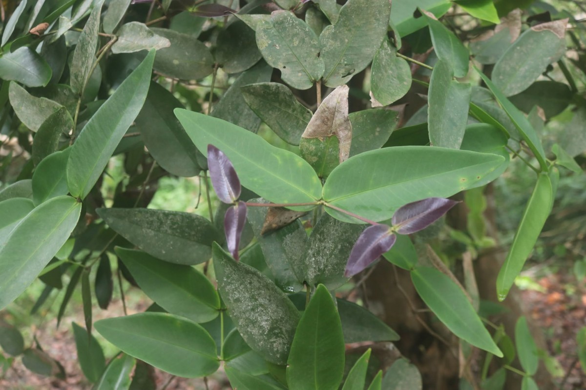 Syzygium cordifolium subsp. spissum P.S.Ashton