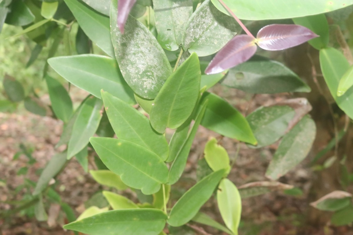 Syzygium cordifolium subsp. spissum P.S.Ashton