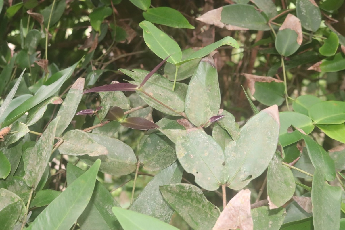 Syzygium cordifolium subsp. spissum P.S.Ashton