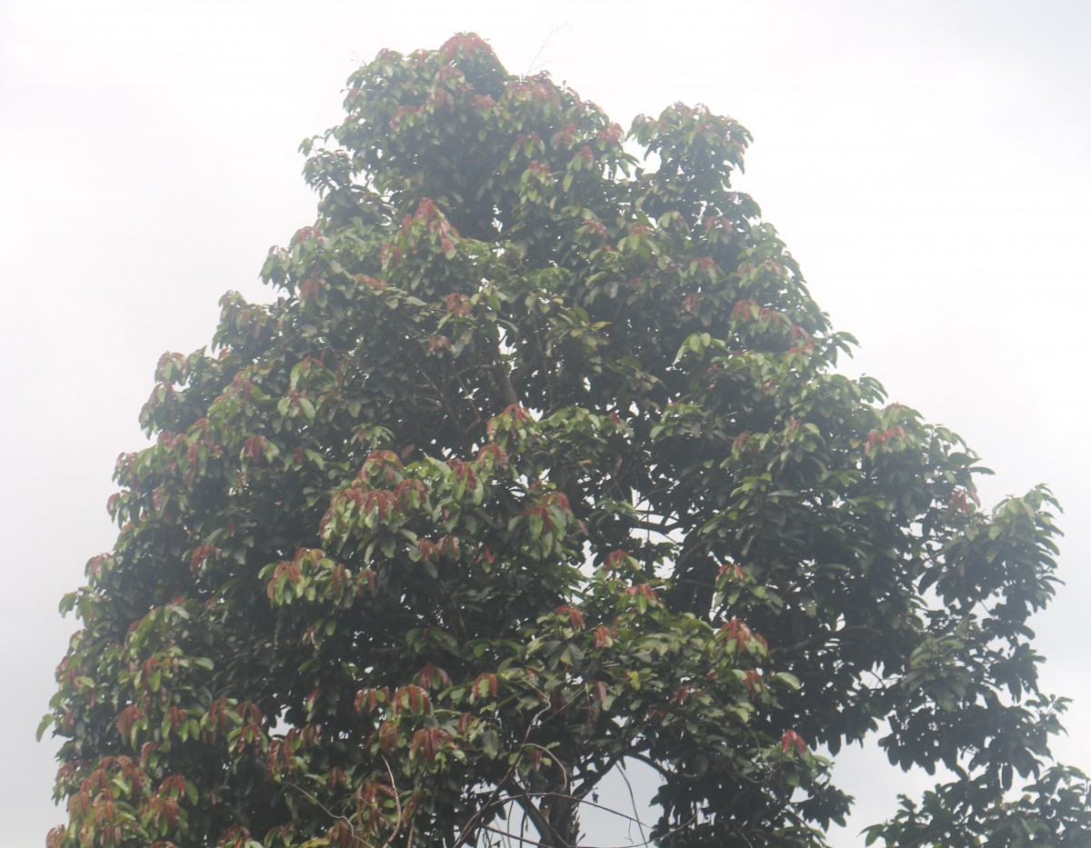 Vateria copallifera (Retz.) Alston
