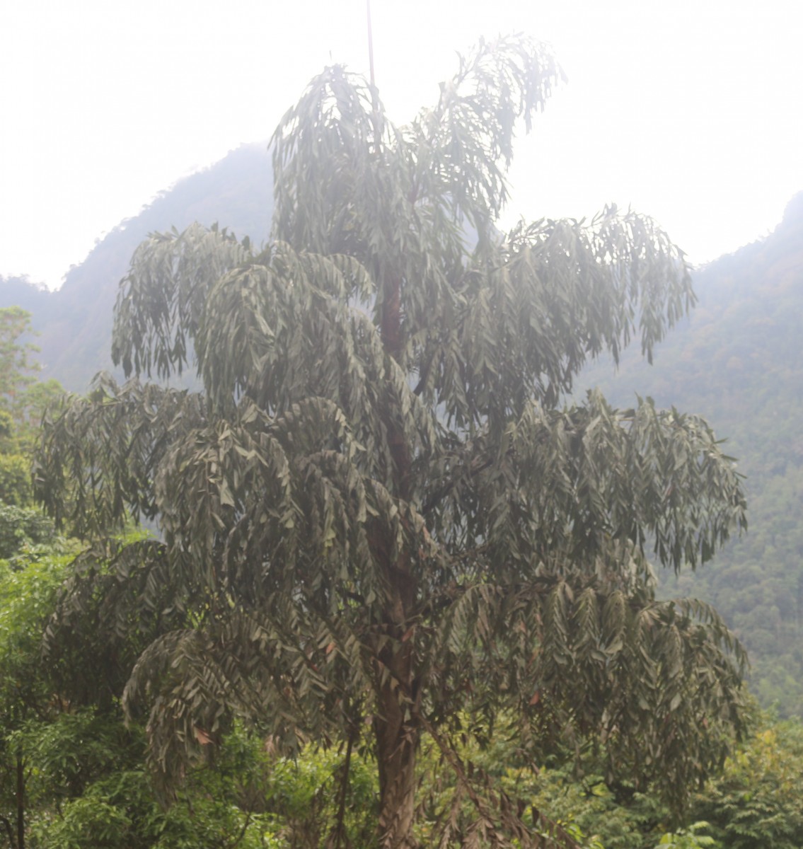 Caryota urens L.