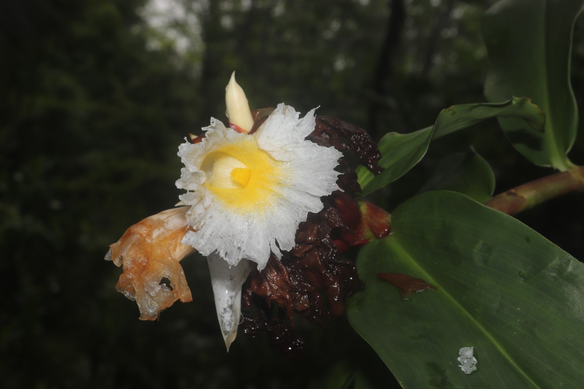 Hellenia speciosa (J.Koenig) S.R.Dutta