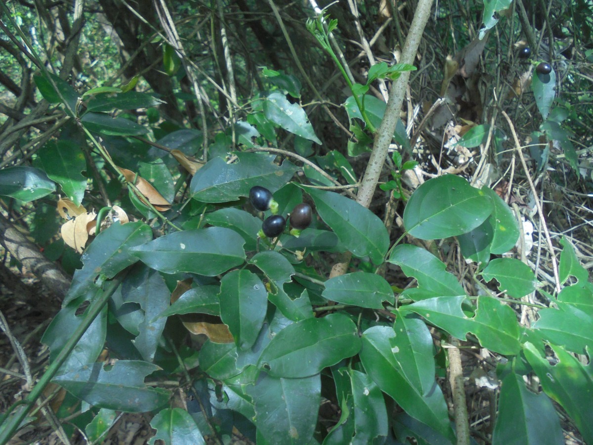 Jasminum flexile Vahl