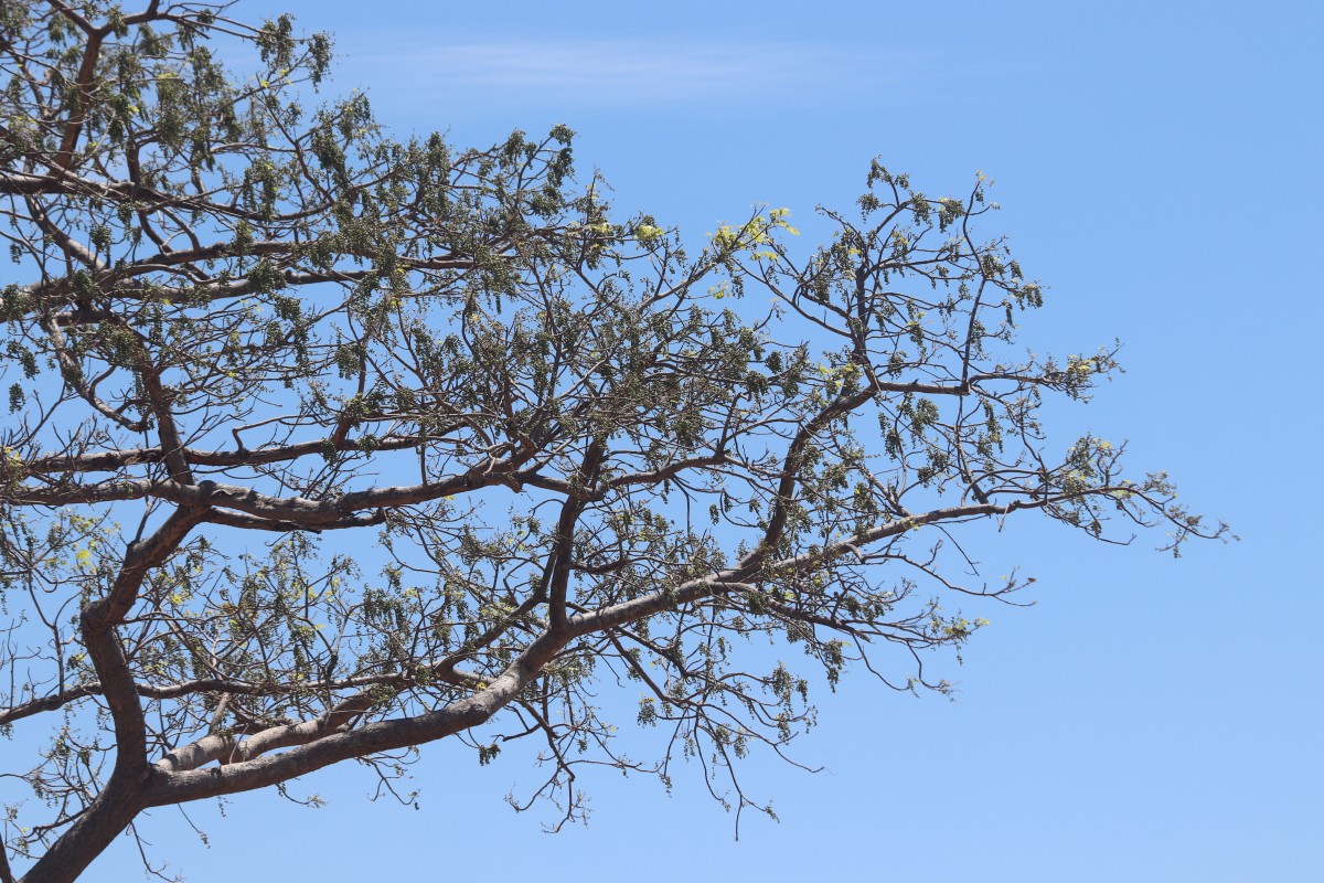 Lannea coromandelica (Houtt.) Merr