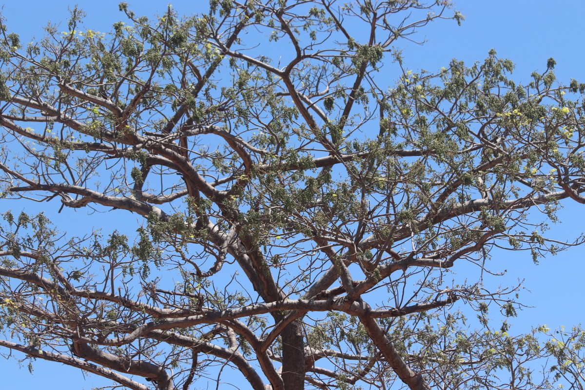 Lannea coromandelica (Houtt.) Merr