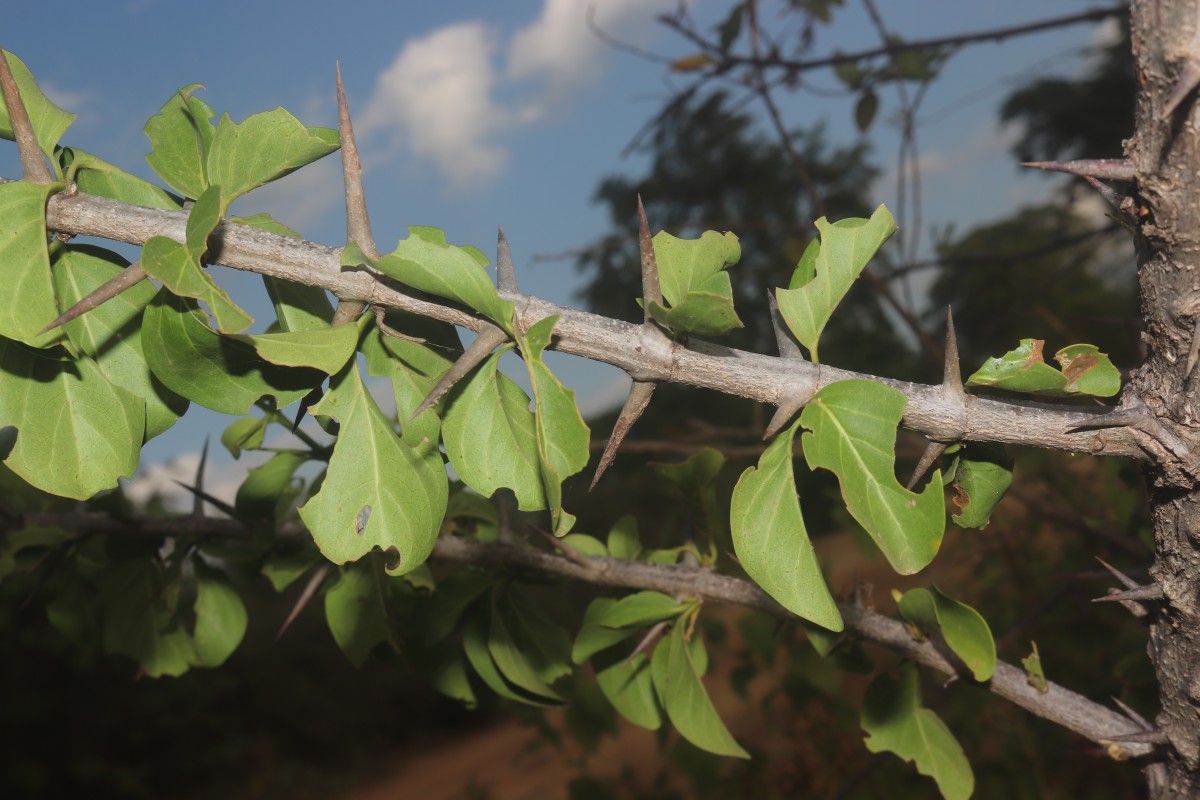 Canthium coromandelicum (Burm.f.) Alston