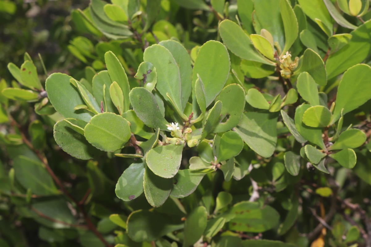Lumnitzera racemosa Willd.