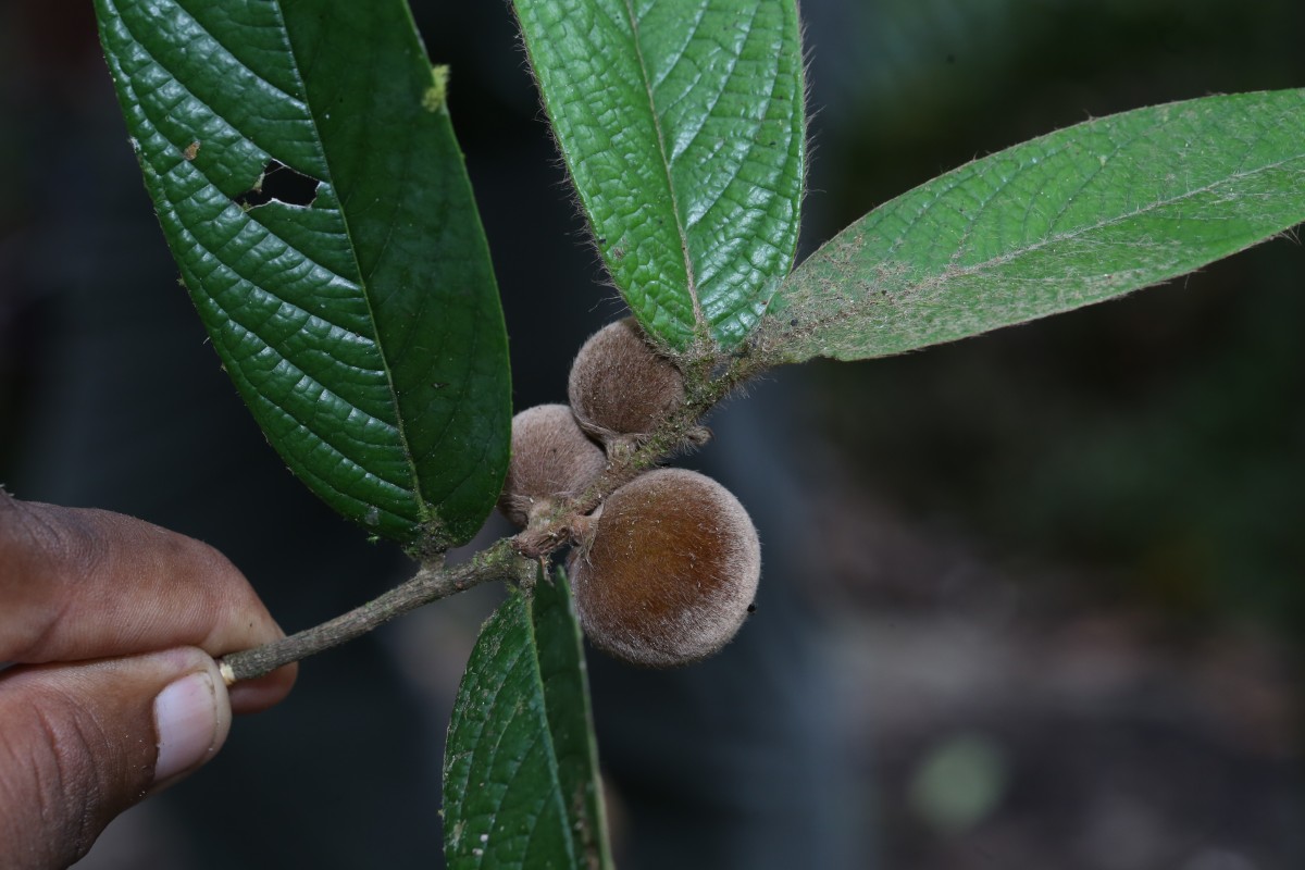Diospyros srilankana I.M.Turner