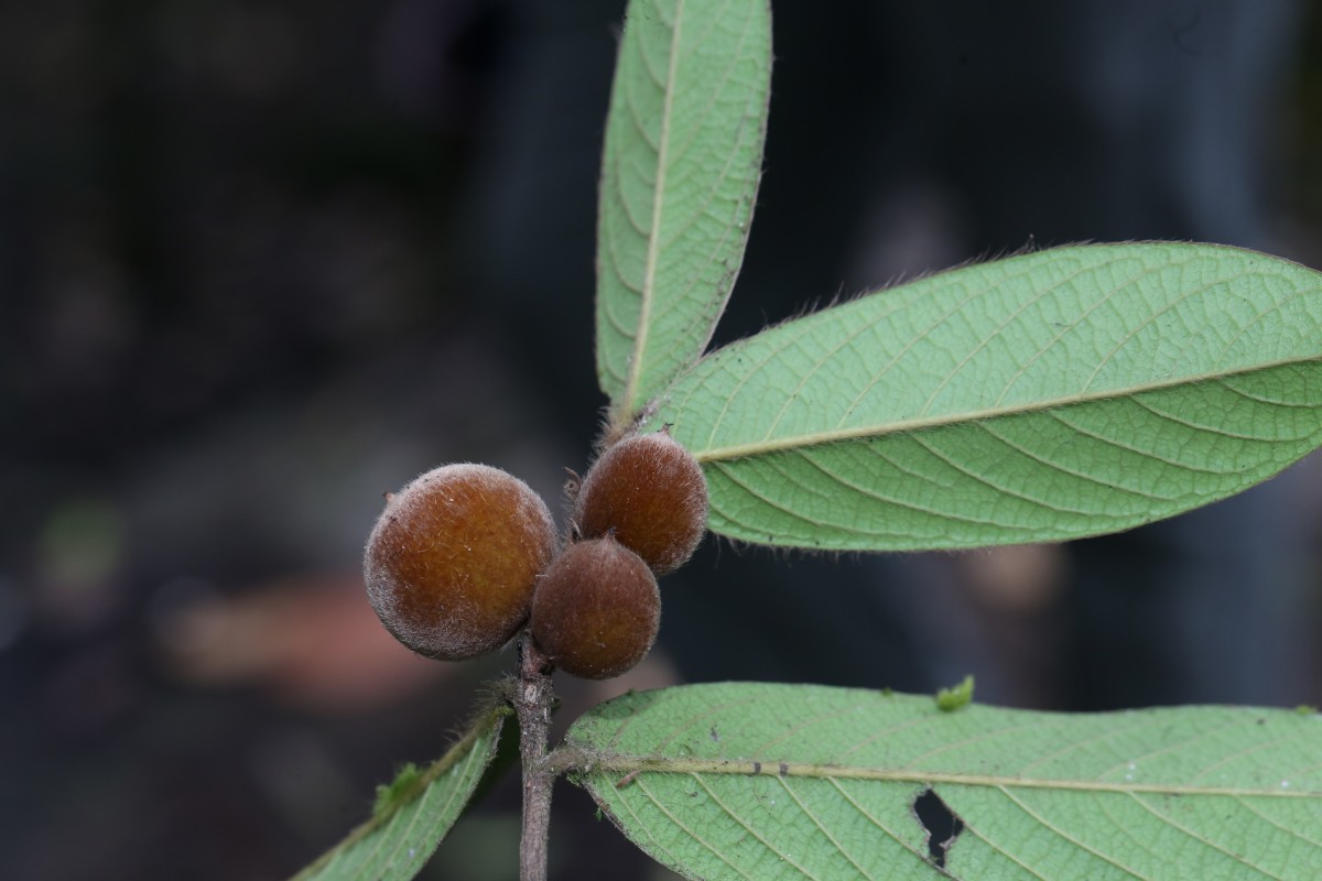 Diospyros srilankana I.M.Turner