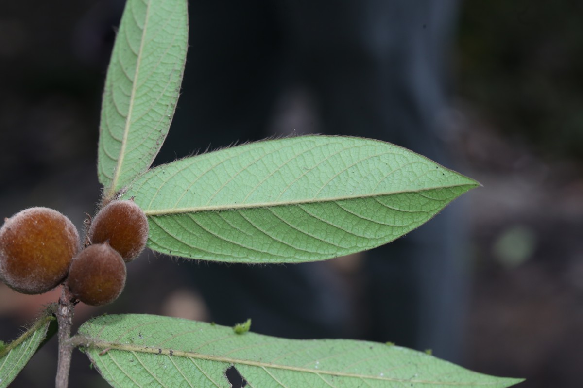 Diospyros srilankana I.M.Turner