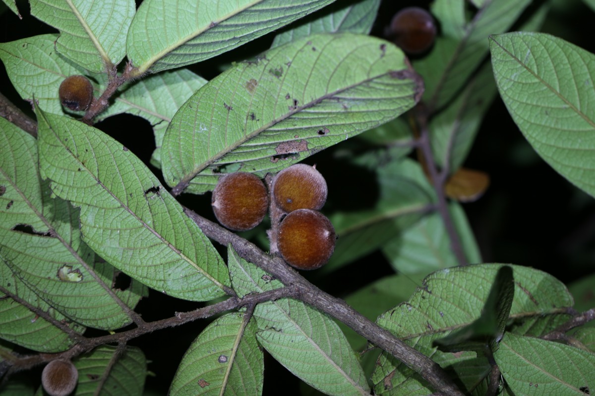 Diospyros srilankana I.M.Turner