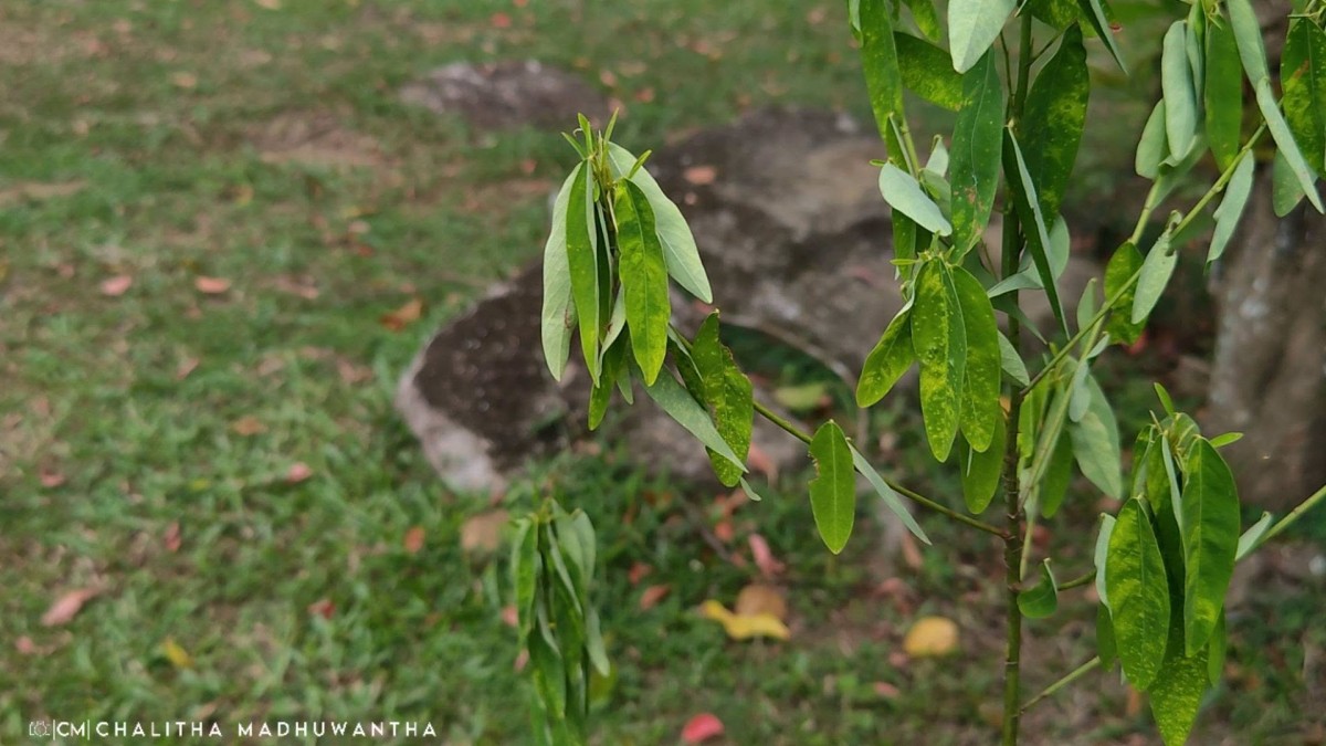 Codariocalyx motorius (Houtt.) H.Ohashi
