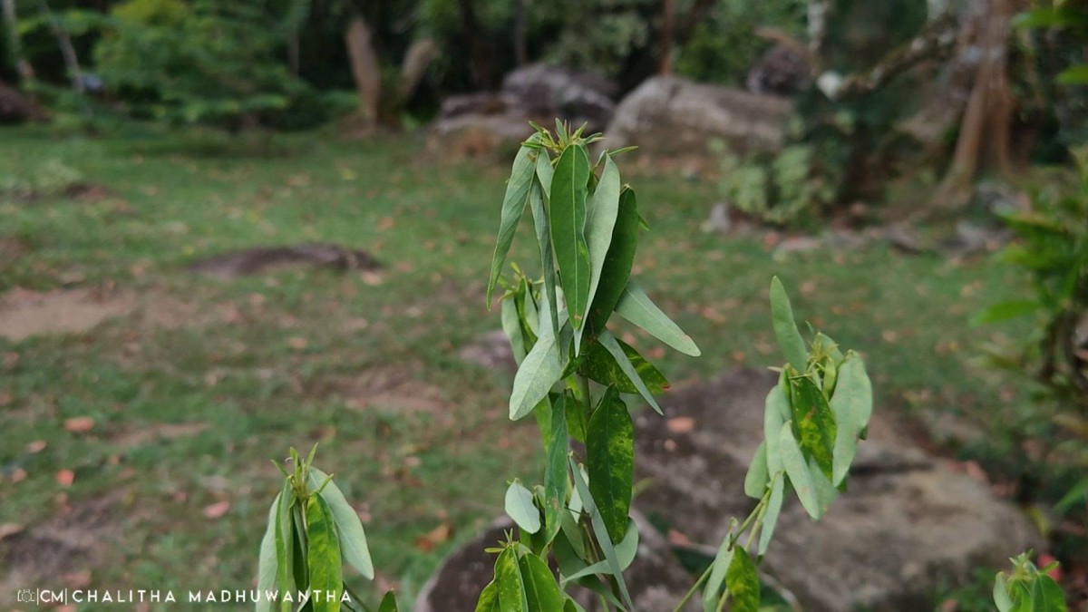 Codariocalyx motorius (Houtt.) H.Ohashi