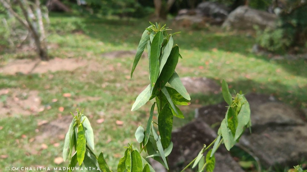 Codariocalyx motorius (Houtt.) H.Ohashi