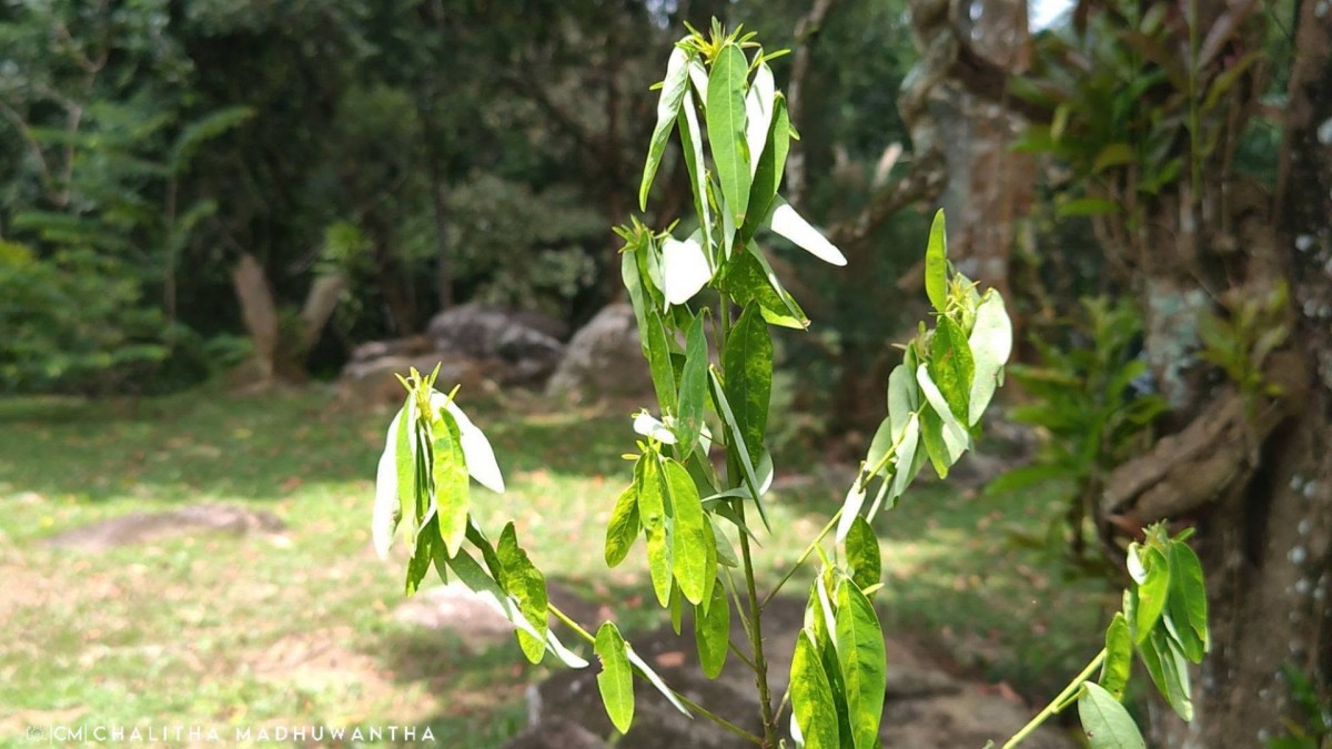 Codariocalyx motorius (Houtt.) H.Ohashi