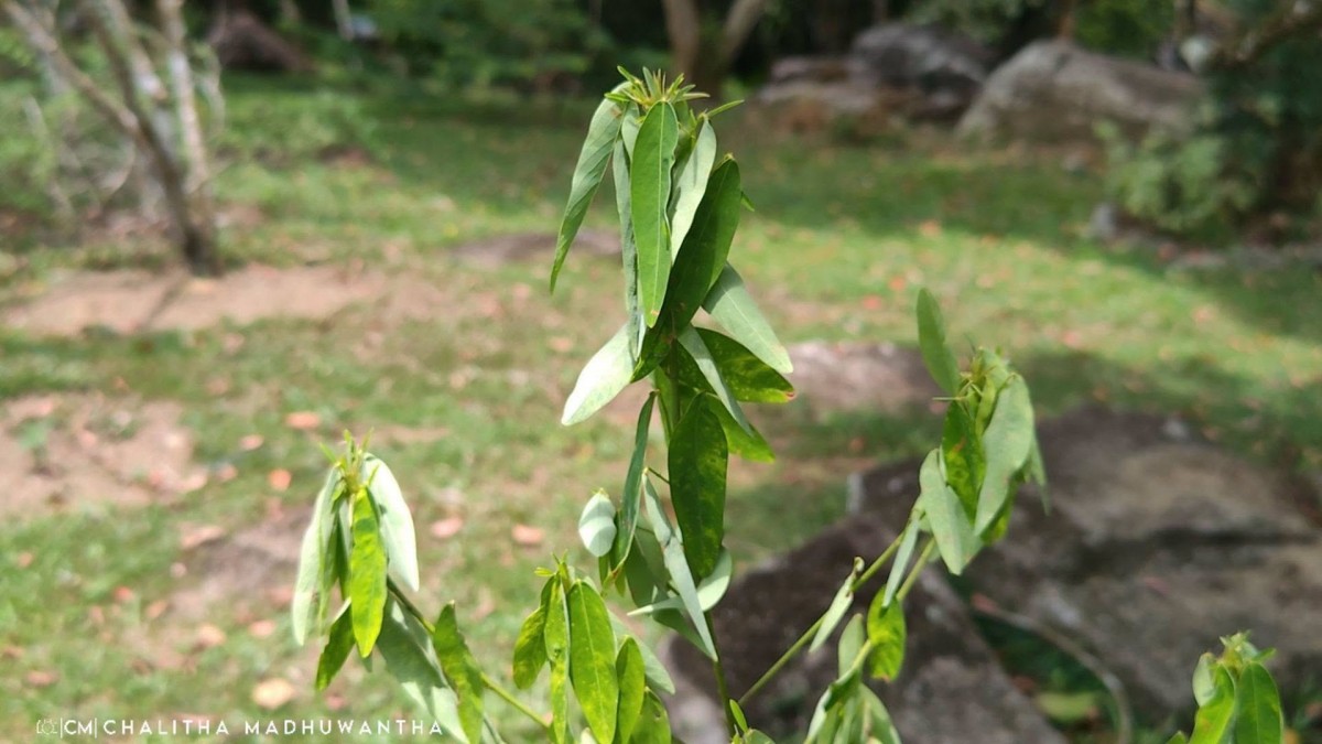 Codariocalyx motorius (Houtt.) H.Ohashi