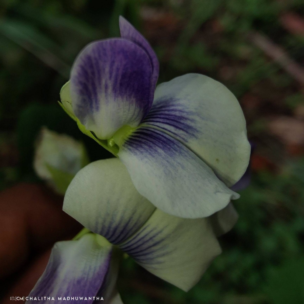 Crotalaria verrucosa L.