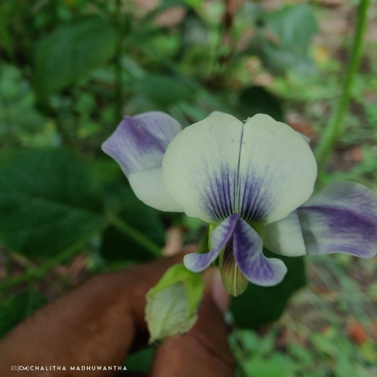 Crotalaria verrucosa L.