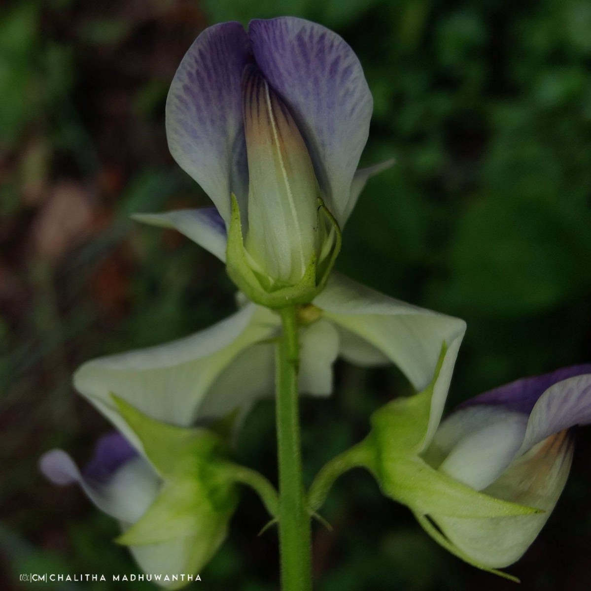 Crotalaria verrucosa L.
