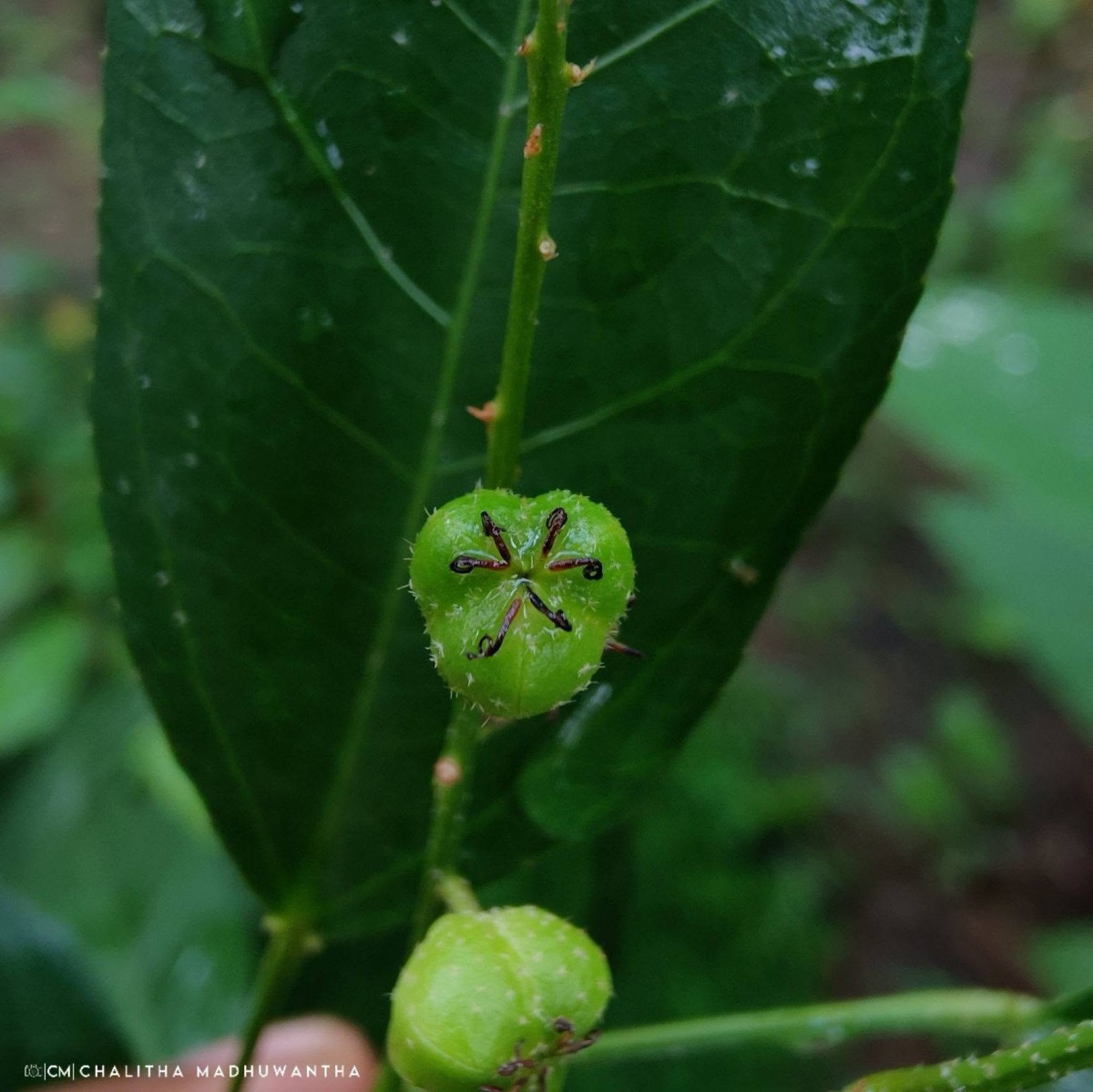 Croton klotzschianus (Wight) Thwaites