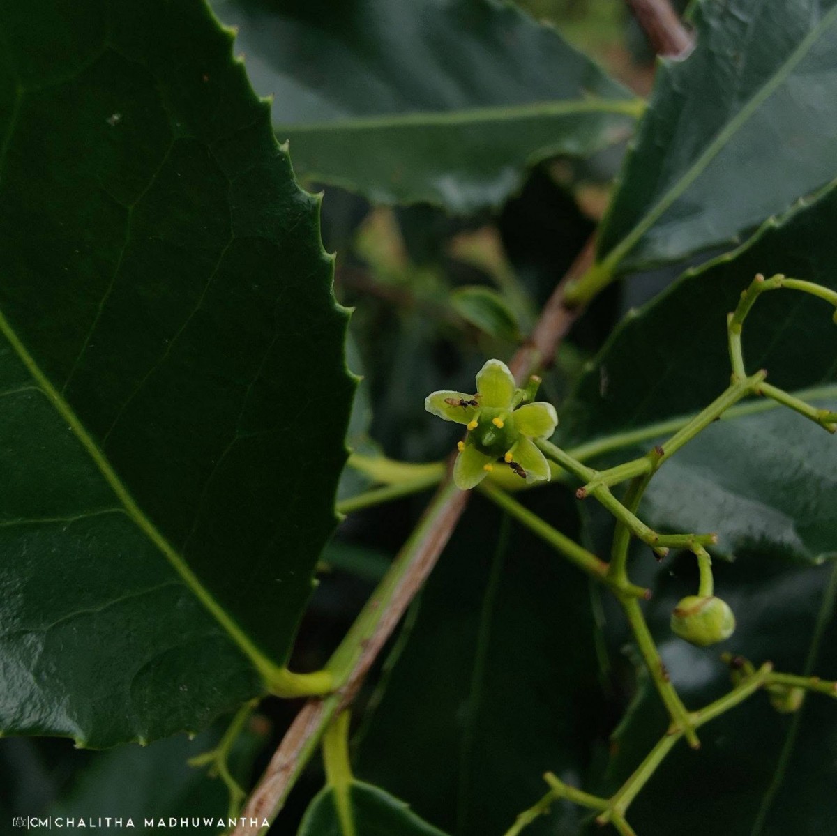 Elaeodendron glaucum (Rottb.) Pers.