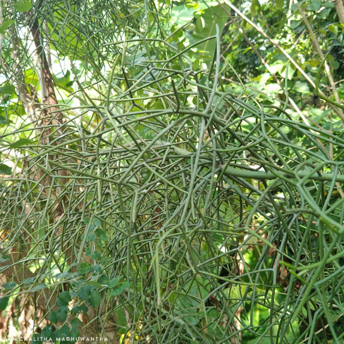 Euphorbia tirucalli L.