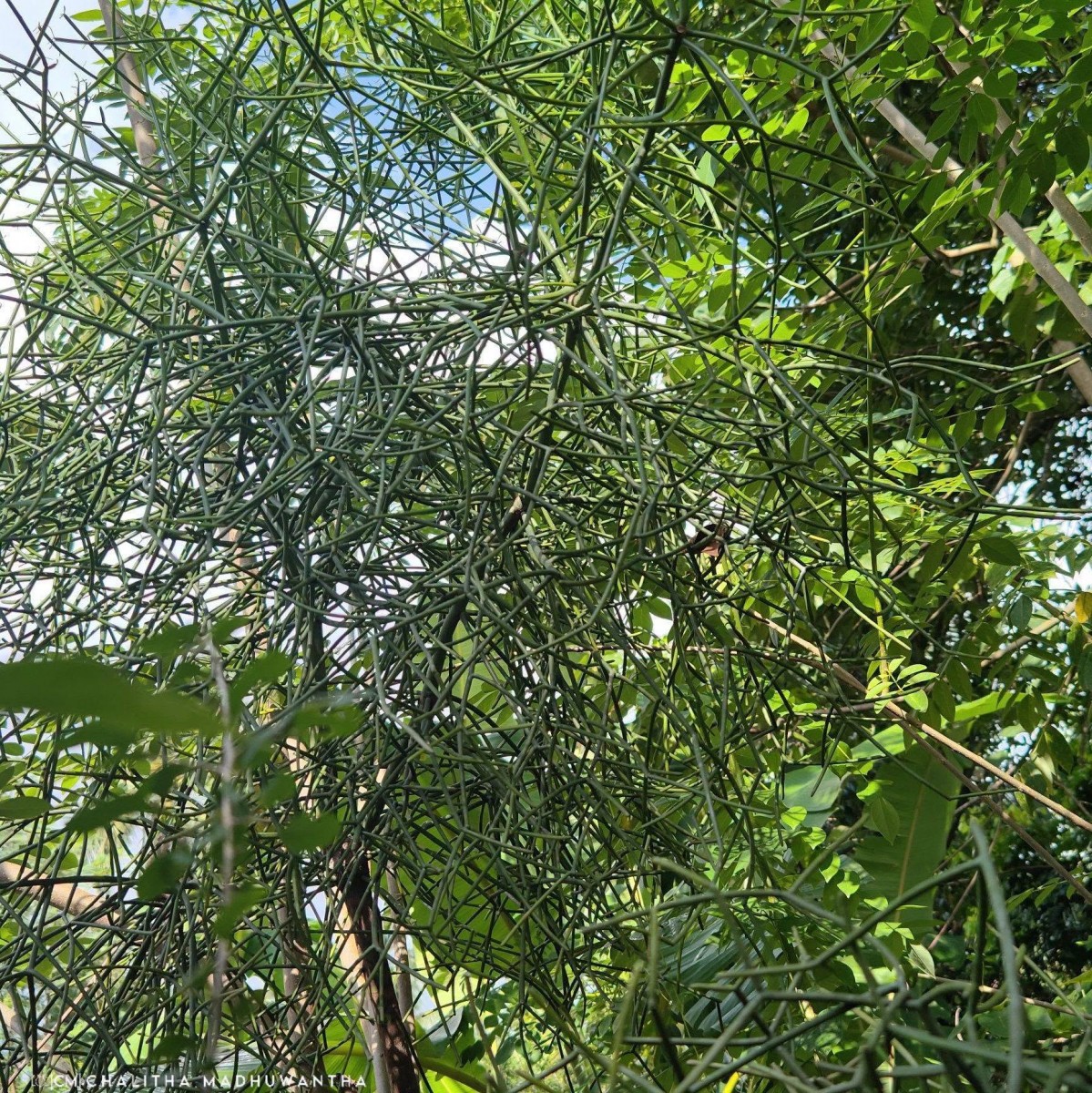 Euphorbia tirucalli L.