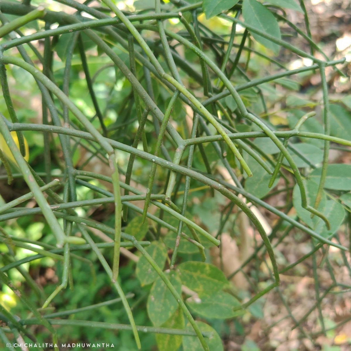 Euphorbia tirucalli L.