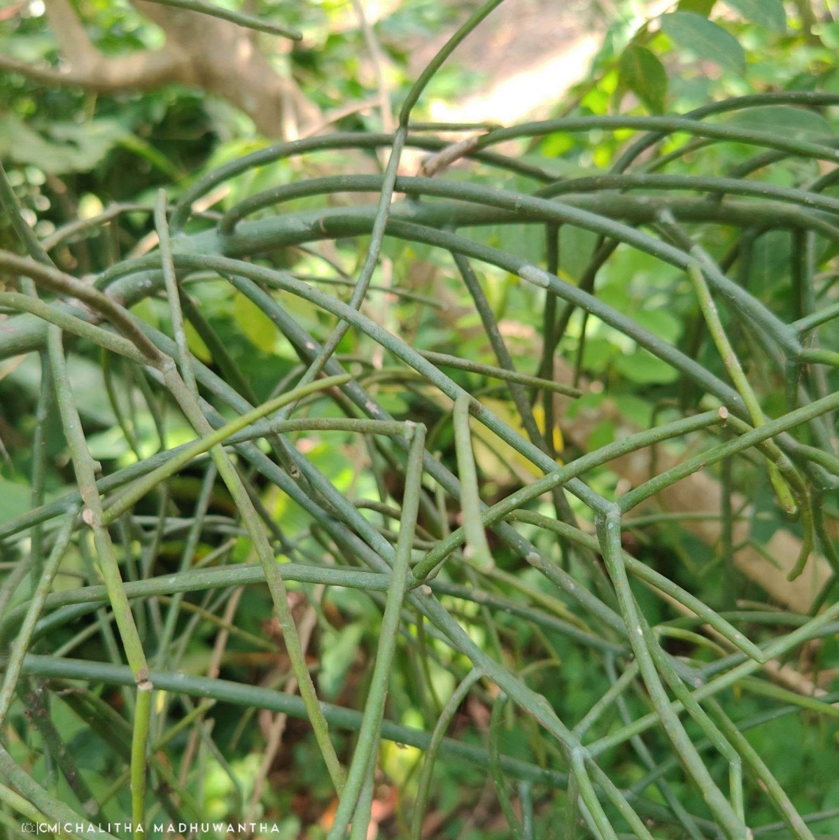Euphorbia tirucalli L.