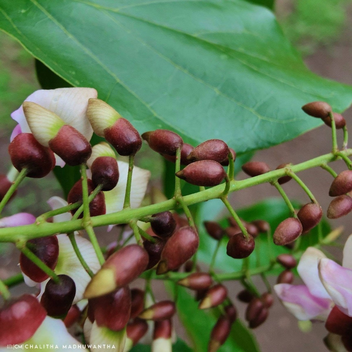 Pongamia pinnata (L.) Pierre