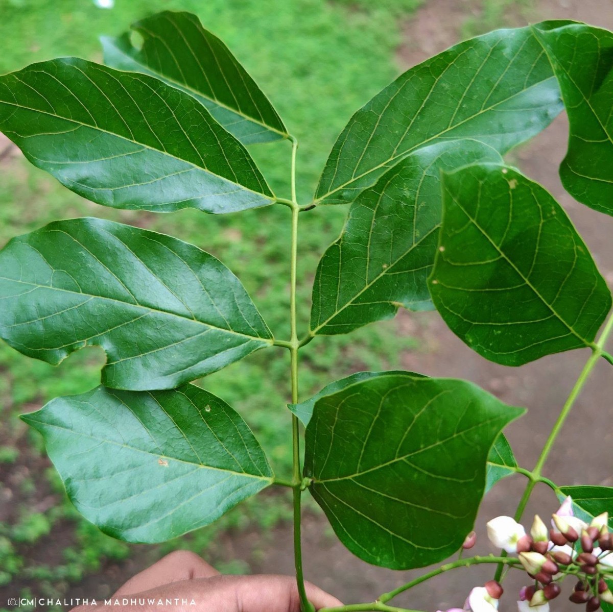Pongamia pinnata (L.) Pierre
