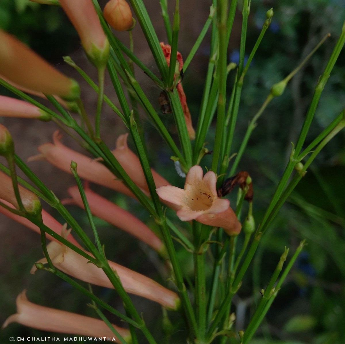 Russelia equisetiformis Schltdl. & Cham.