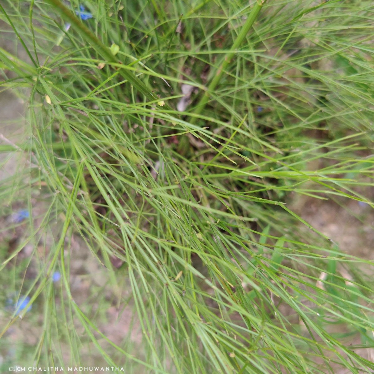 Russelia equisetiformis Schltdl. & Cham.