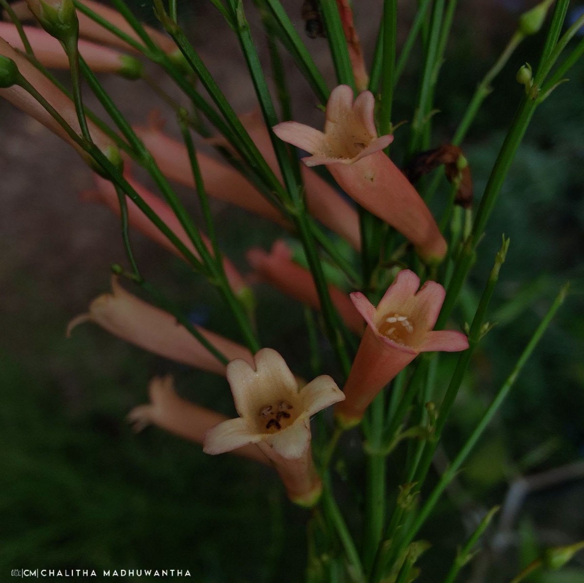 Russelia equisetiformis Schltdl. & Cham.