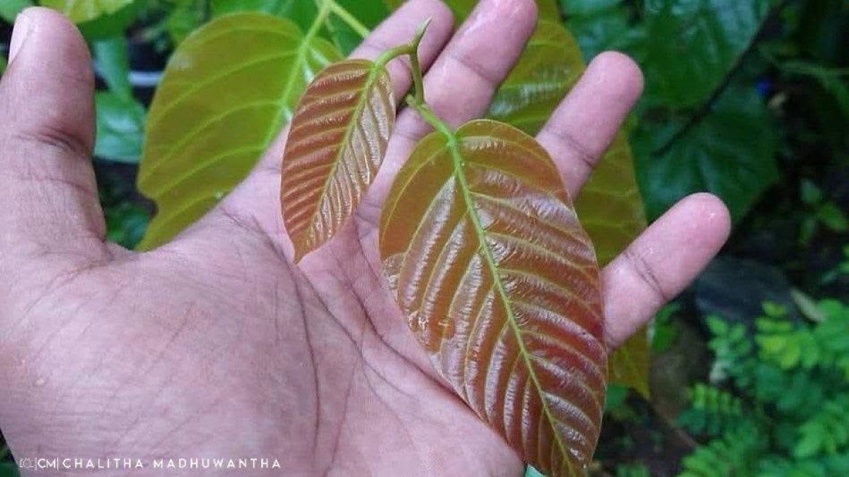 Shorea robusta C.F.Gaertn.