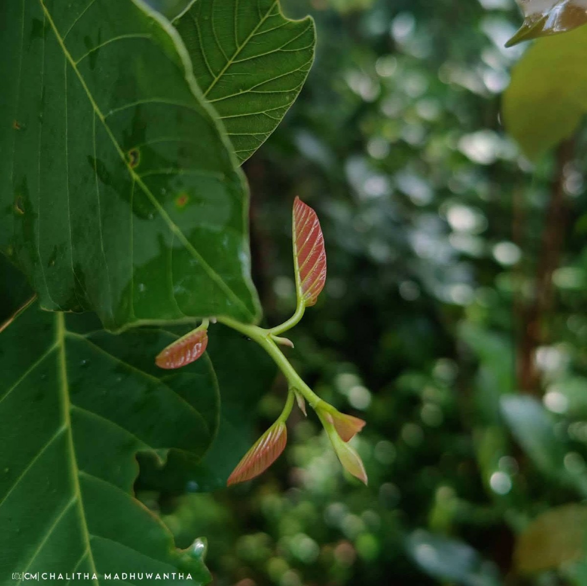 Shorea robusta C.F.Gaertn.