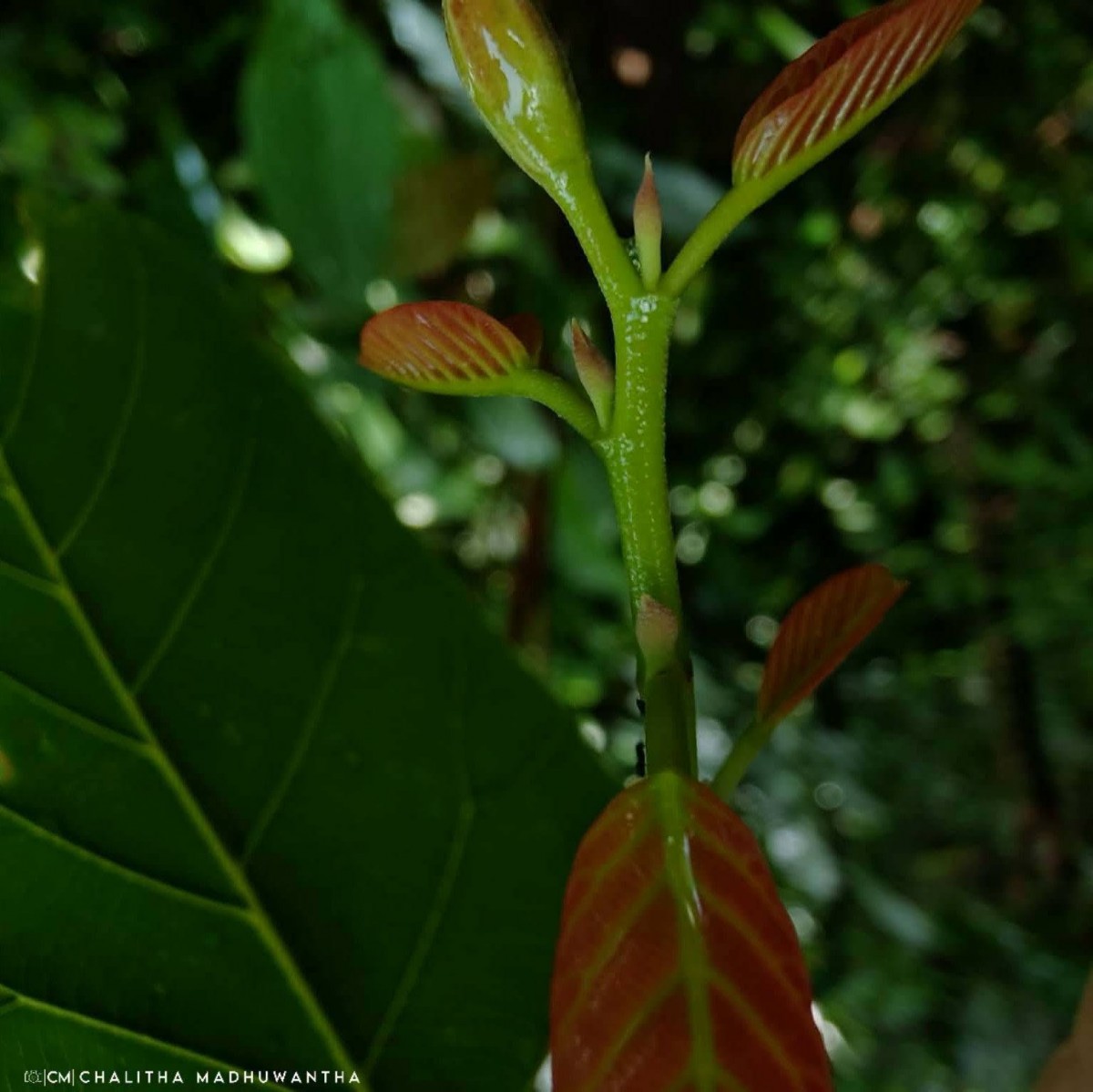 Shorea robusta C.F.Gaertn.