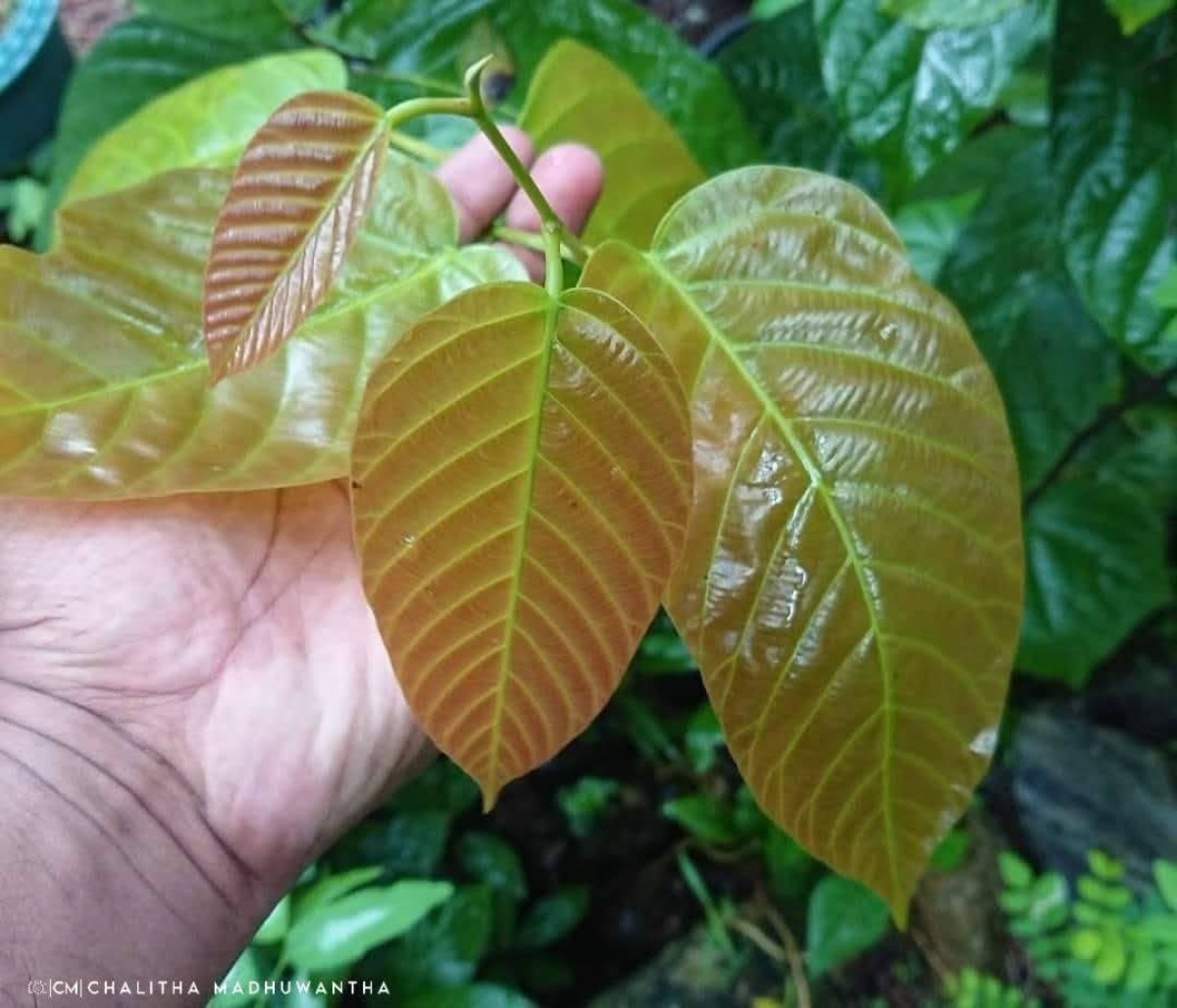 Shorea robusta C.F.Gaertn.