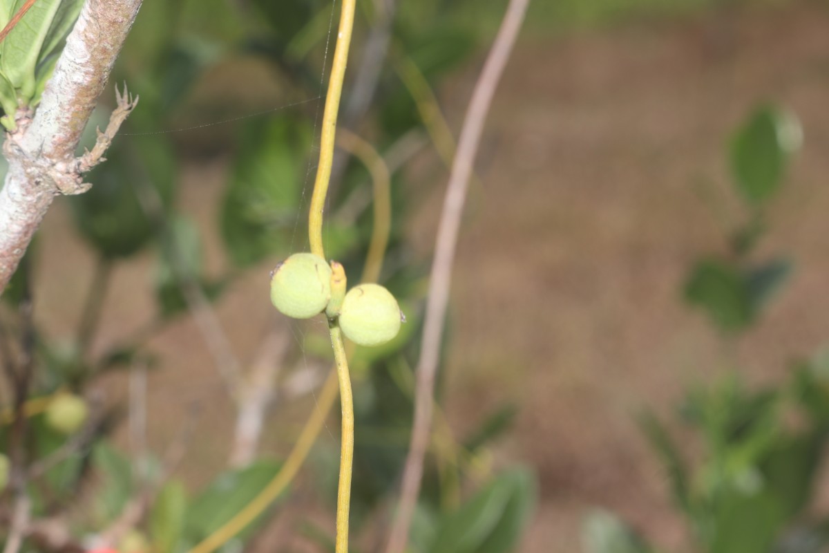 Cassytha filiformis L.