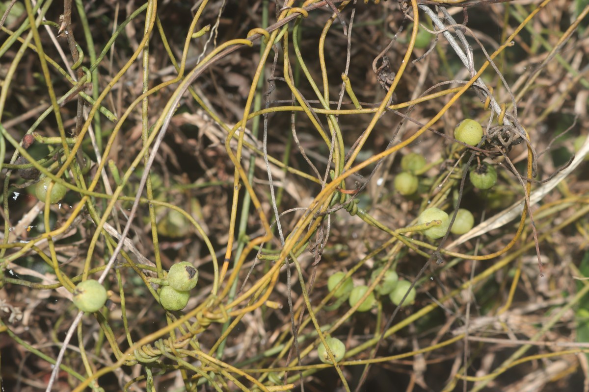 Cassytha filiformis L.