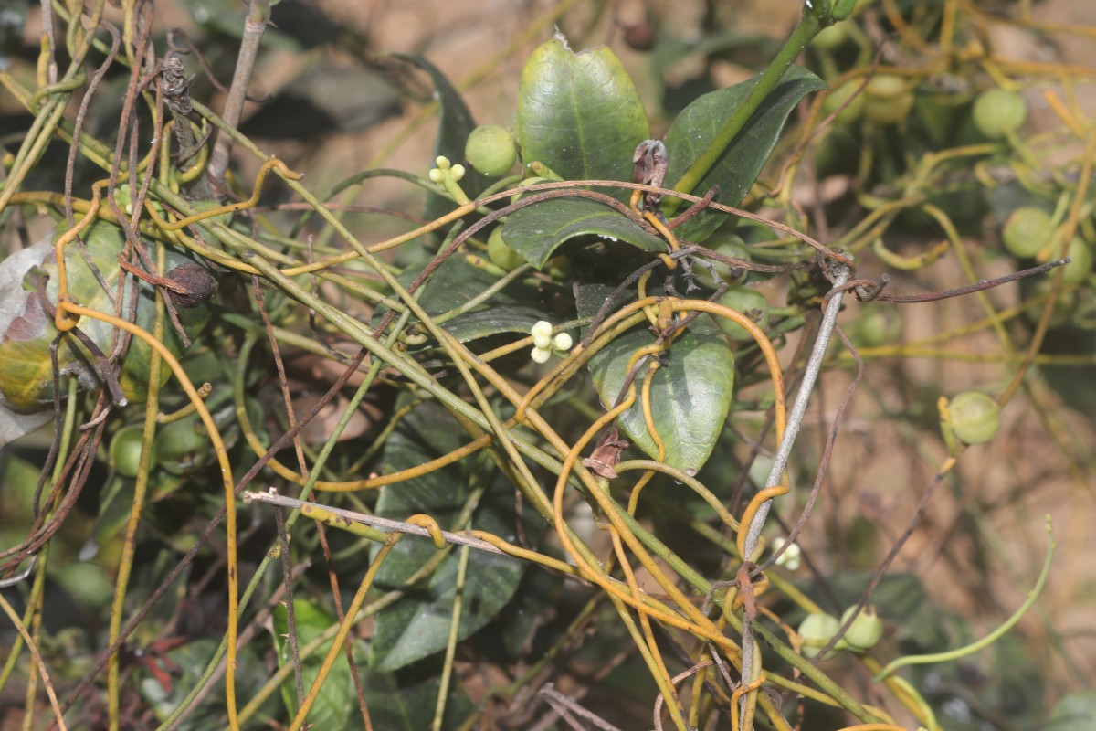 Cassytha filiformis L.