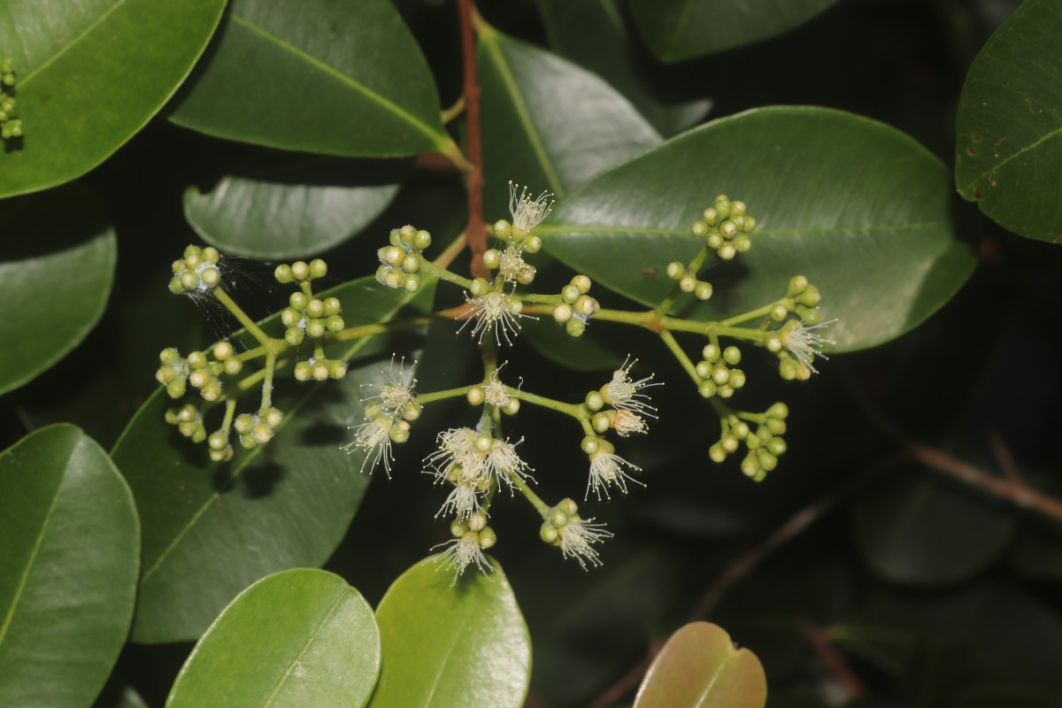 Syzygium caryophyllatum (L.) Alston